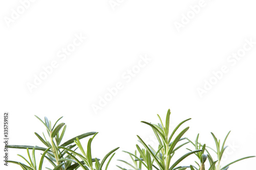 Fresh rosemary isolated on white background.