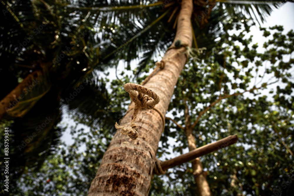 Fototapeta premium Palm tree on the beach