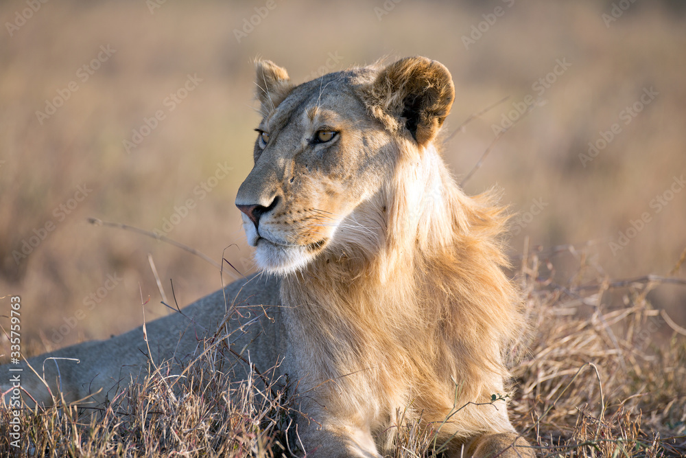 Naklejka premium Löwe