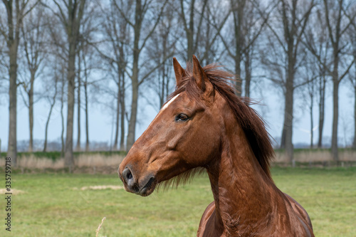 Horse grazing at a riding school, Damme, Belgium © arnaud