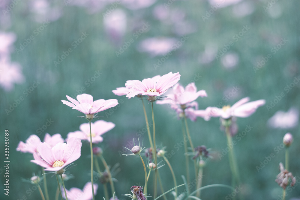 Colorful blooming flowers in the green garden, nature emotional tone background