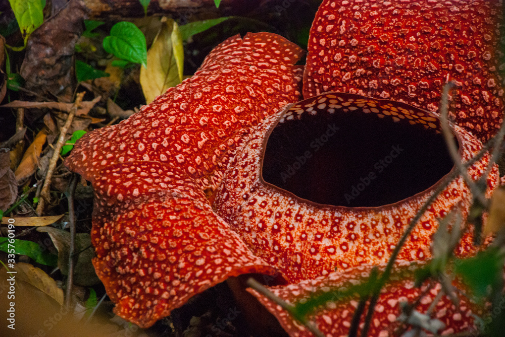 fotka-rafflesia-the-biggest-flower-in-the-world-this-species-located