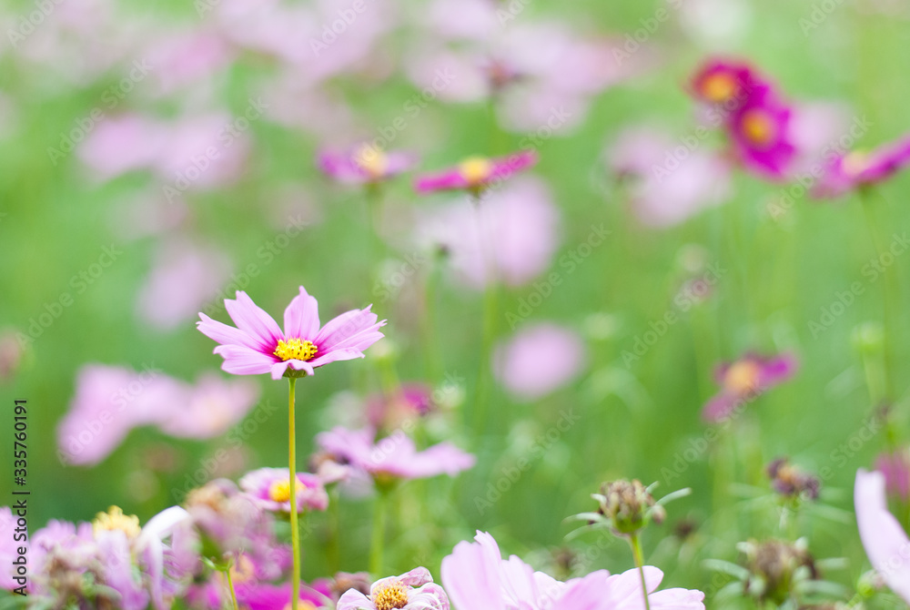 Colorful blooming flowers in the green garden, nature emotional tone background Colorful blooming flowers in the green garden, nature emotional tone background