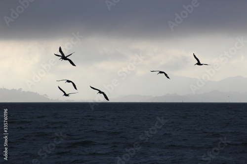 Birds - San Francisco