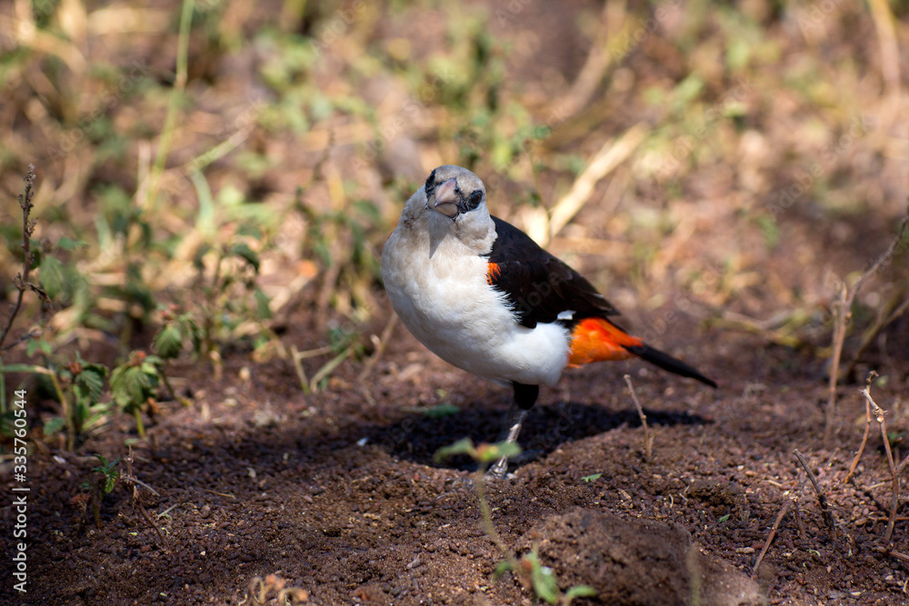 Obraz premium Starweber