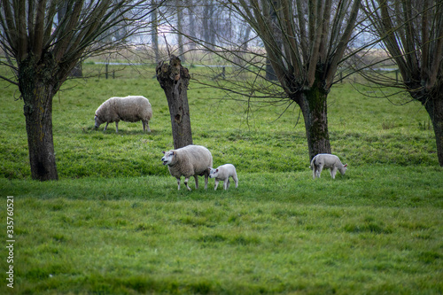 Young lambs on a livestock farm in Damme, Belgium