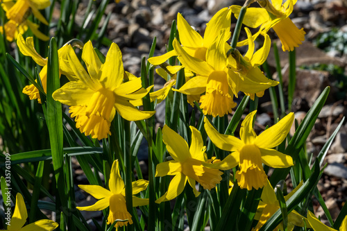 Daffodil (narcissus) 'February Gold' a yellow flower bulbous plant growing outdoors in the spring season
