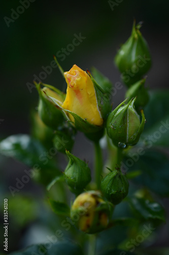 Bright yellow Bud of a young rose in the garden under the sun, vertical 