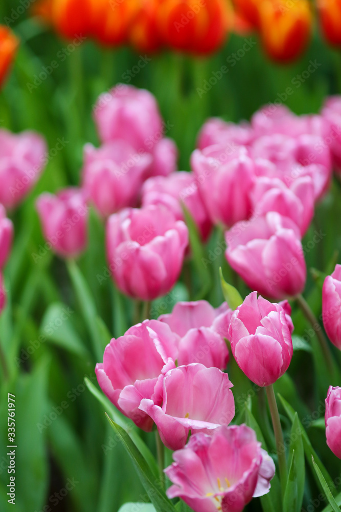 Beautiful tulip flowers with blured background in the garden. Pink tulip flowers.