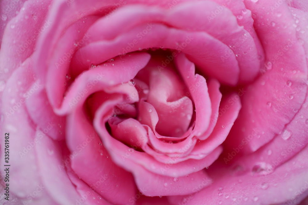 Delicate pink rose blooms, top view, close-up, macro Delicate pink rose blooms, top view, close-up, macro