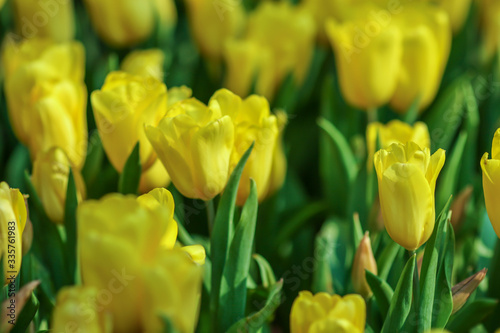 Beautiful tulip flowers with blured background in the garden. Yellow tulip flowers. Selective focus.