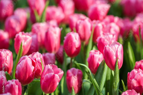 Beautiful tulip flowers with blured background in the garden. Pink tulip flowers.