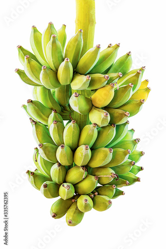 Cluster of young green unripe bananas isolated on white background with clipping path © shark749