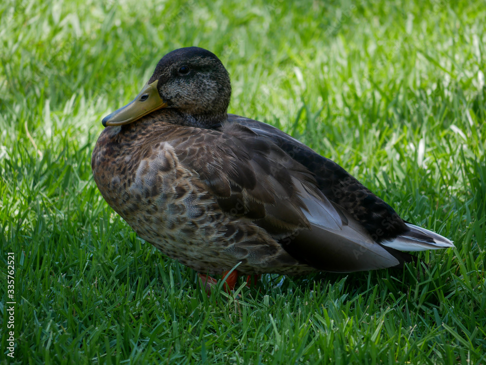 Duck