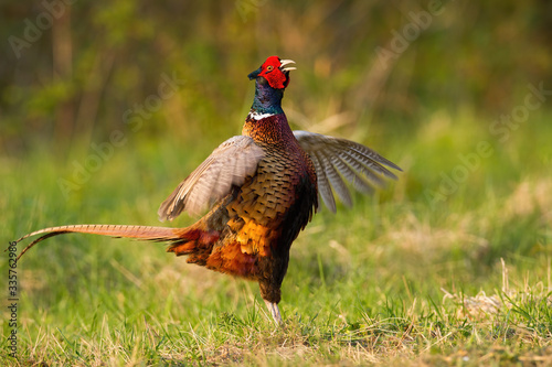 Adult common pheasant, phasianus colchicus, with colorful feathers looking crazy while moving on the meadow. Longing pheasant displaying during courting season. Ring-necked bird with his tail upright. photo