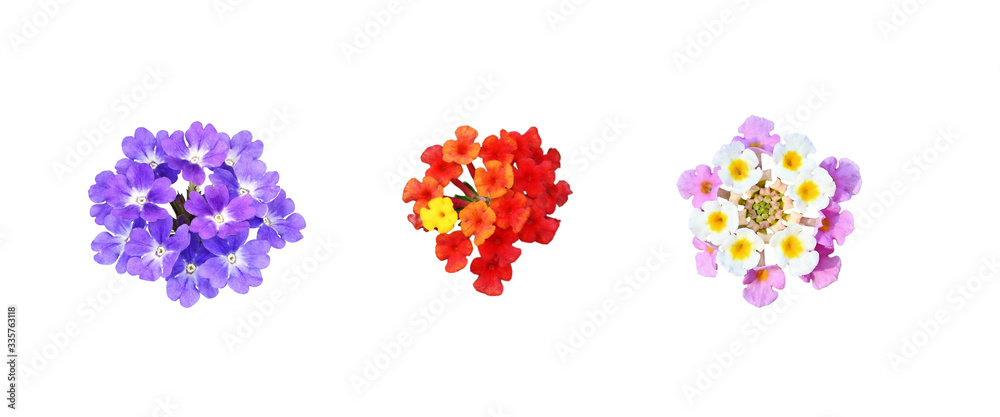Set of purple, pink andred flowers Set of purple, pink andred flowers