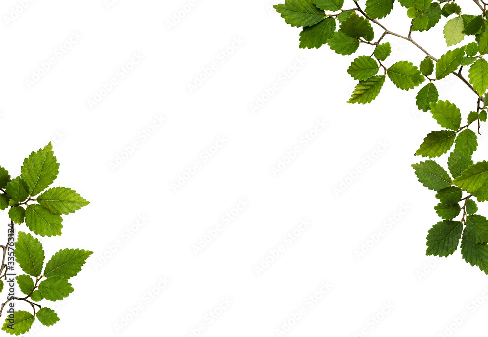 Corners with green leaves Stock Photo