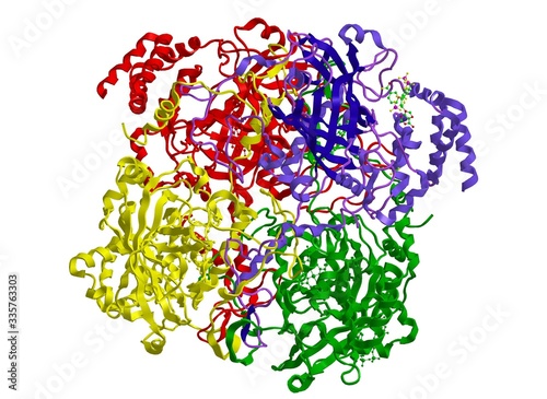 Molecular structure of HUMAN ERYTHROCYTE CATALASE, 3D rendering