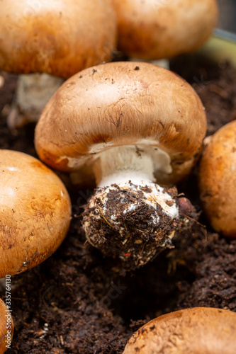 High quality organic brown champignon mushrooms growing in caves