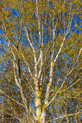 Populus canadensis. Chopo canadiense en primavera con hojas juveniles y amentos femeninos. 