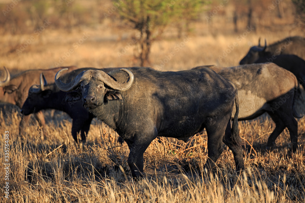 Obraz premium Büffelherde