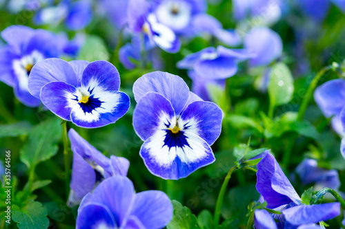 Spring garden works  ornamental colorful flowers of viola plant