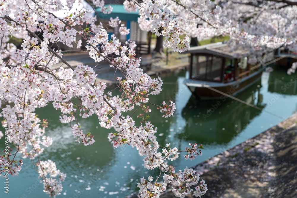 京都伏見 桜風景
