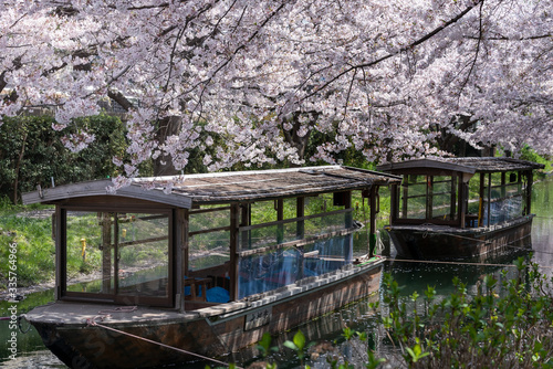 京都伏見 桜風景 © Taku