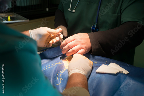 Animal in a veterinary surgery