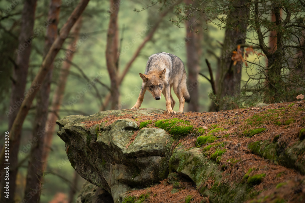 Lone wolf running in autumn forest Czech Republic Lone wolf running in autumn forest Czech Republic