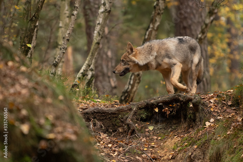 Lone wolf running in autumn forest Czech Republic