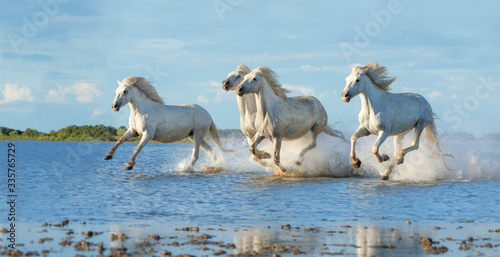 Fototapeta Naklejka Na Ścianę i Meble -  Camatgue horses galloping in the water