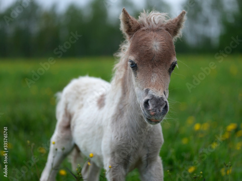 Little foal looking at the camera