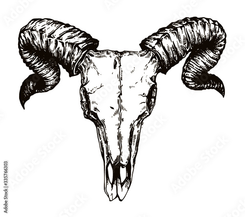 vector illustration of a sketch of a goat skull