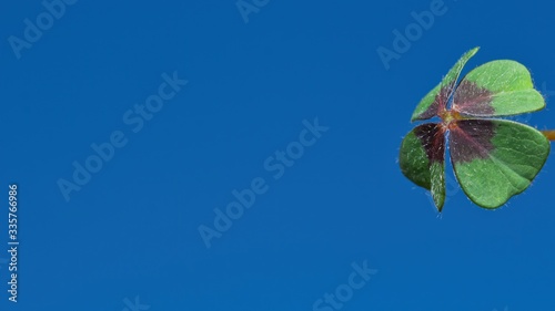 A green four-leaf clover on blue sky background, illustration of fortune, sucess, happiness photo