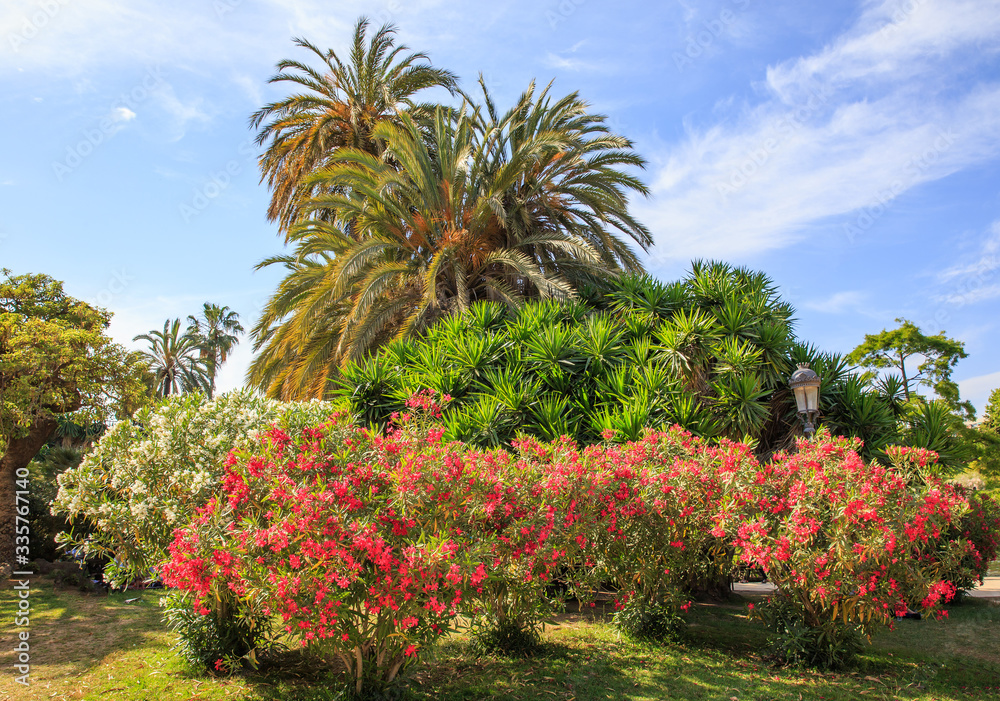 palm trees and flowering bushes in the summer park