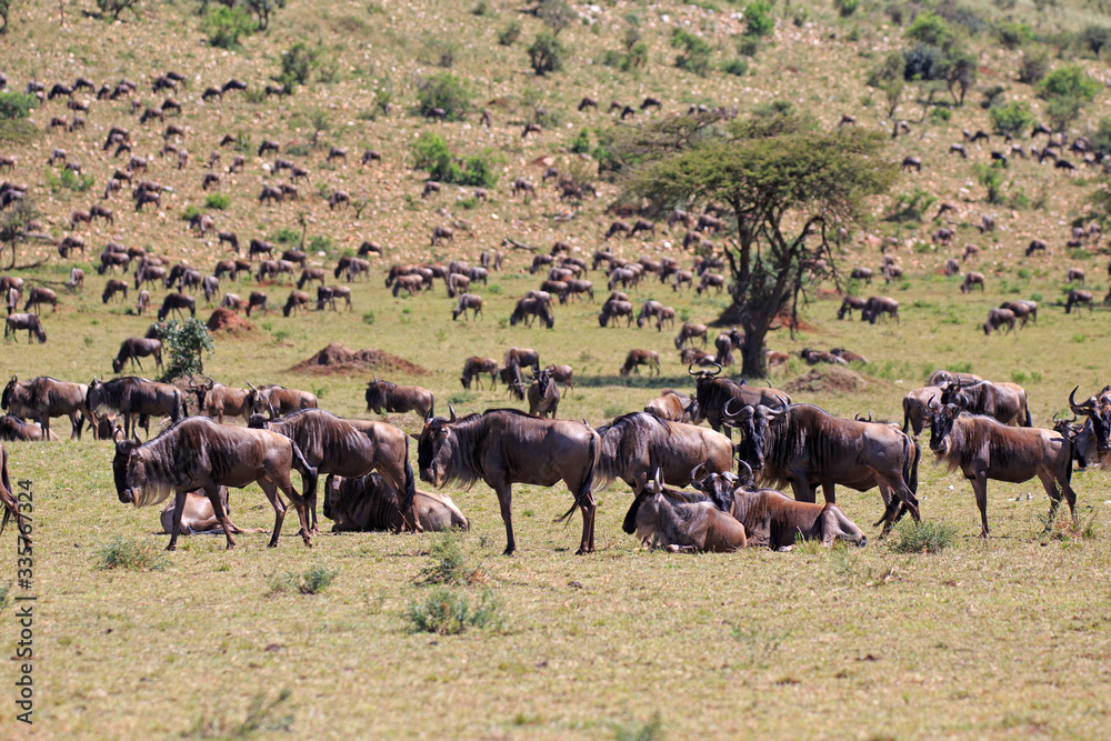 custom made wallpaper toronto digitalGnus