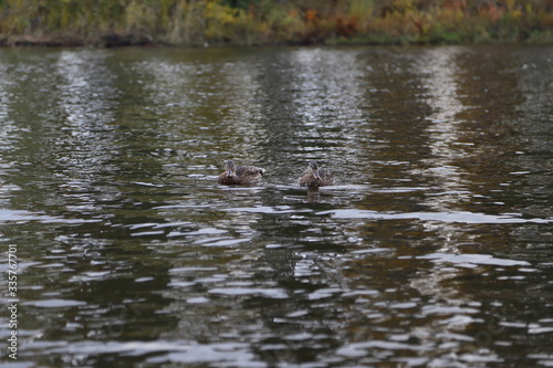 ducks on the river