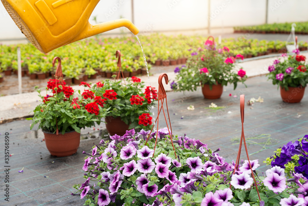 Greenhouse plant nursery interior with watering plastic can and plants.