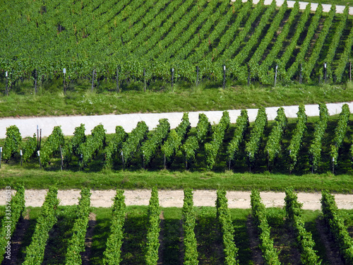 Weinberg bei Rüdesheim photo