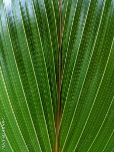 Young coconut leaf texture, green palm leaf background