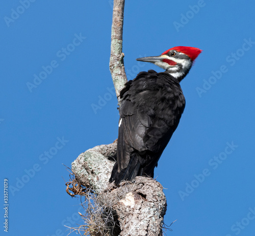 Pilated Woodpecker