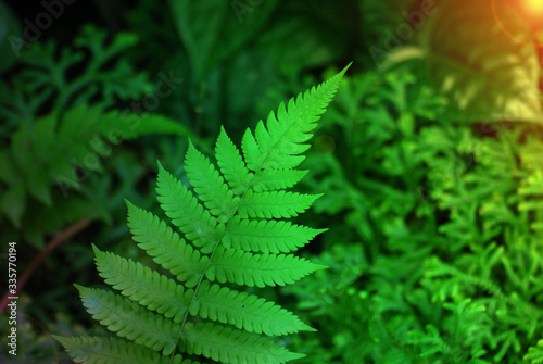 Nature scenic of Closeup Fern leaf with Tropical leaves background
