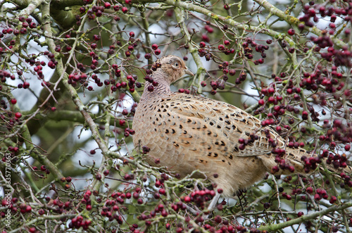 Female Pheasant in a tree with berries