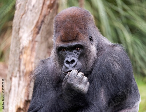 Gorilla deep in thought
