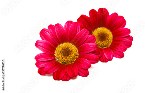 red daisy isolated