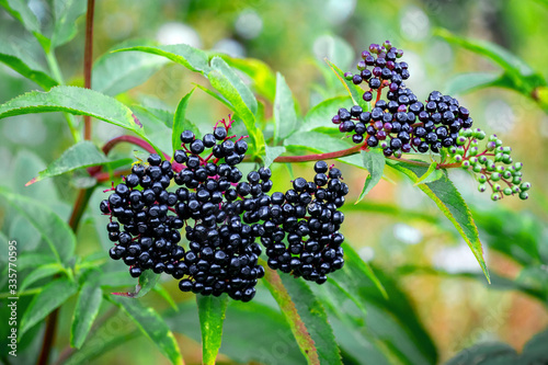 Elderberry bush with black fruits and green leaves