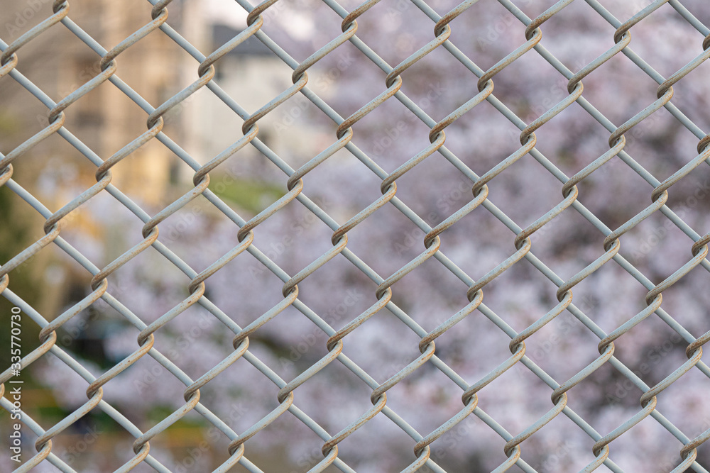 Fototapeta premium フェンスのクローズアップ、背景に桜の花