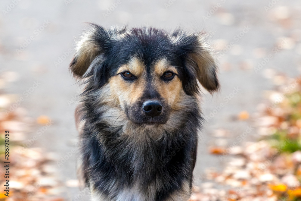 Portrait of dog with black and brown fur in autumn park
