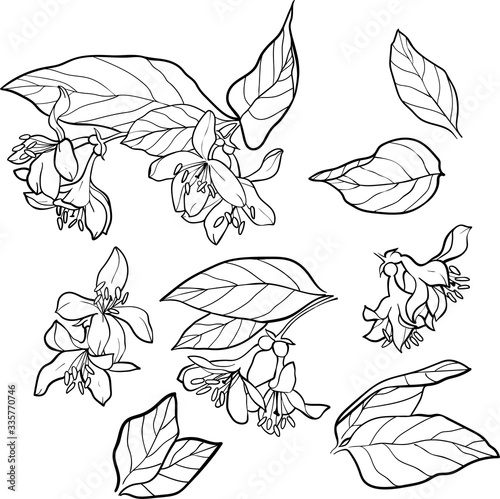 Set of small flowers isolated on a white background, hand painted illustration of weigela